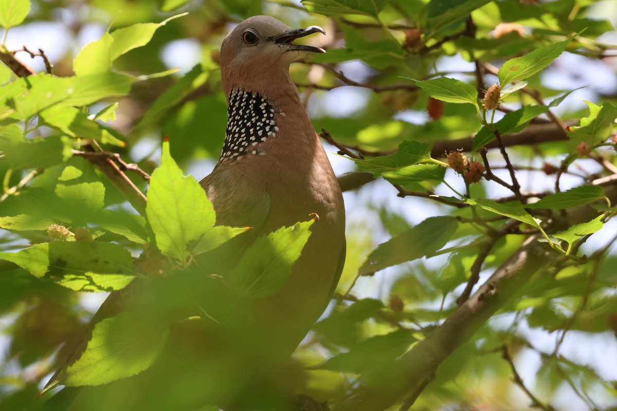 Spotted Dove - ML617778883