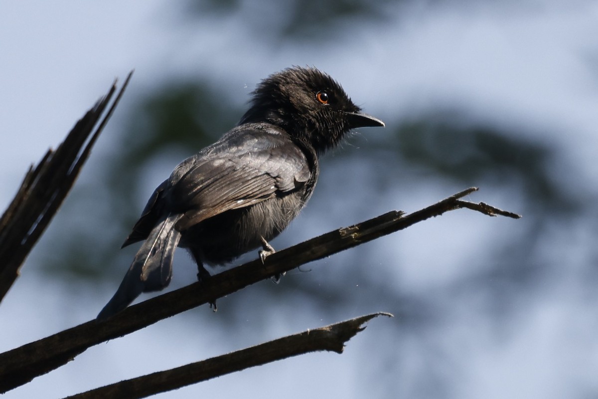 Square-tailed Drongo - ML617778893