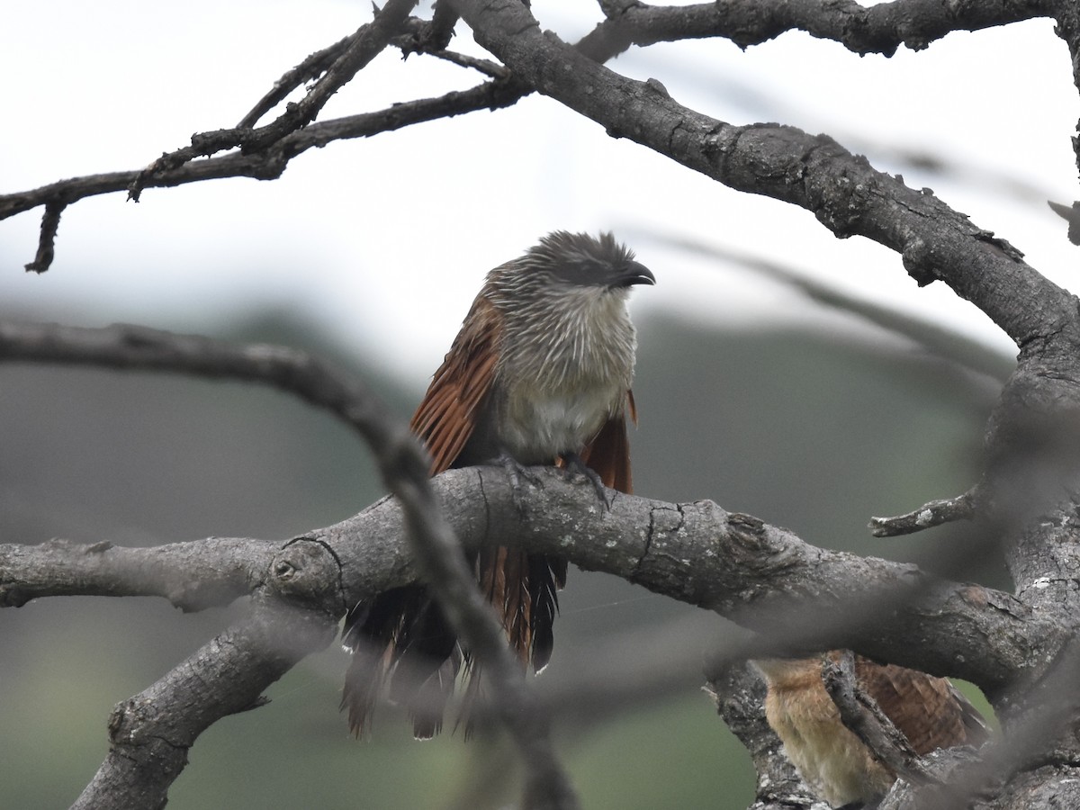 White-browed Coucal - ML617778914