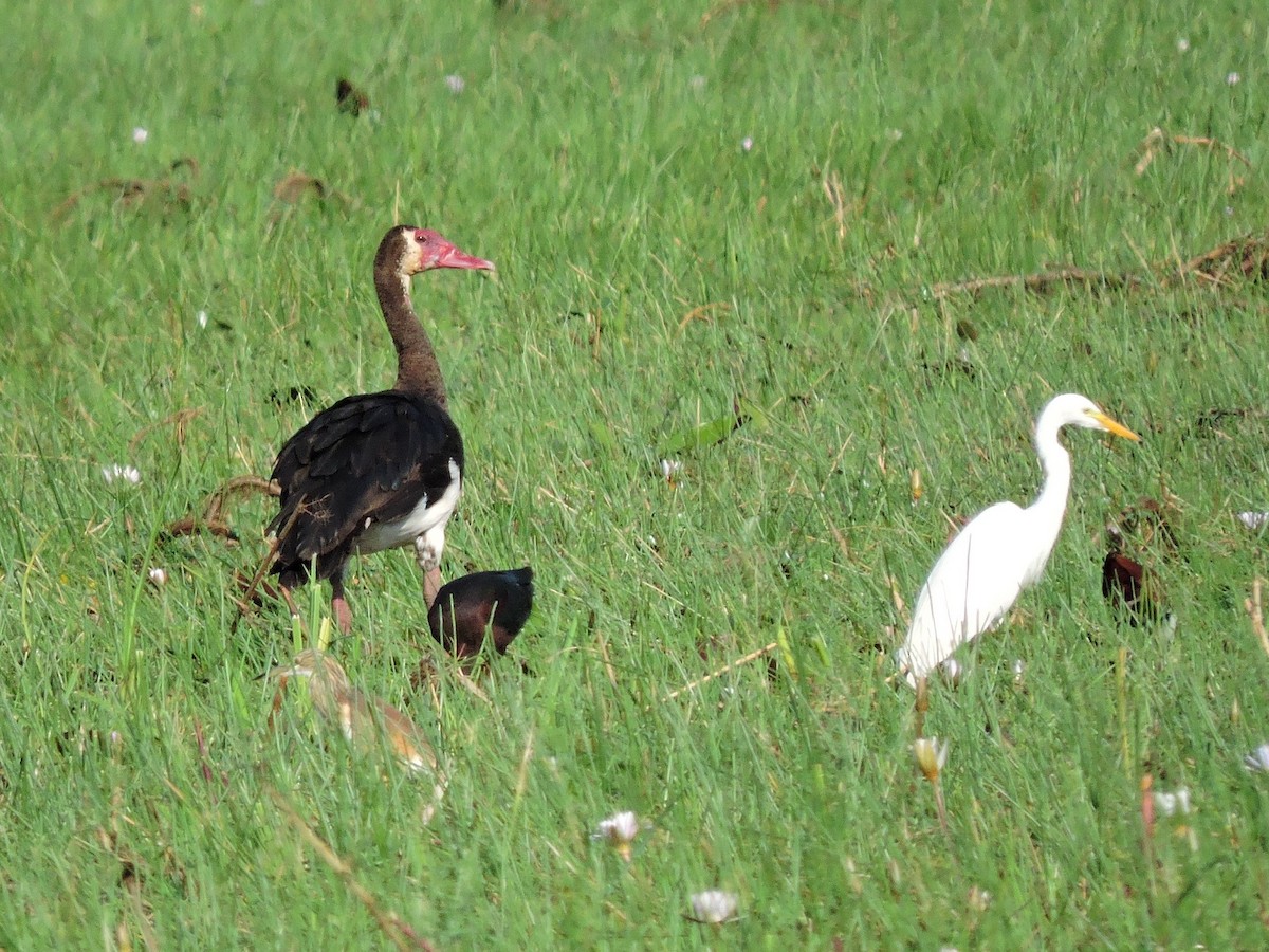 Spur-winged Goose - ML617778943
