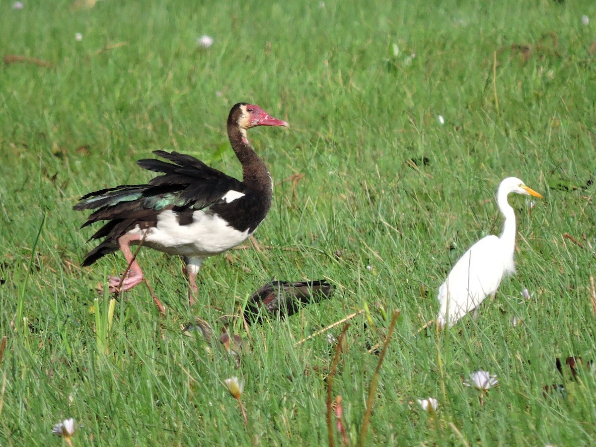 Spur-winged Goose - ML617778944