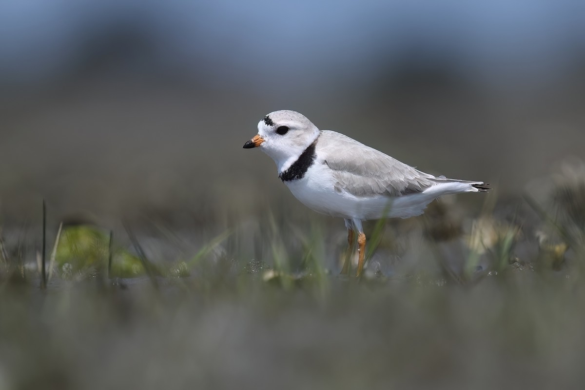 Piping Plover - ML617778992