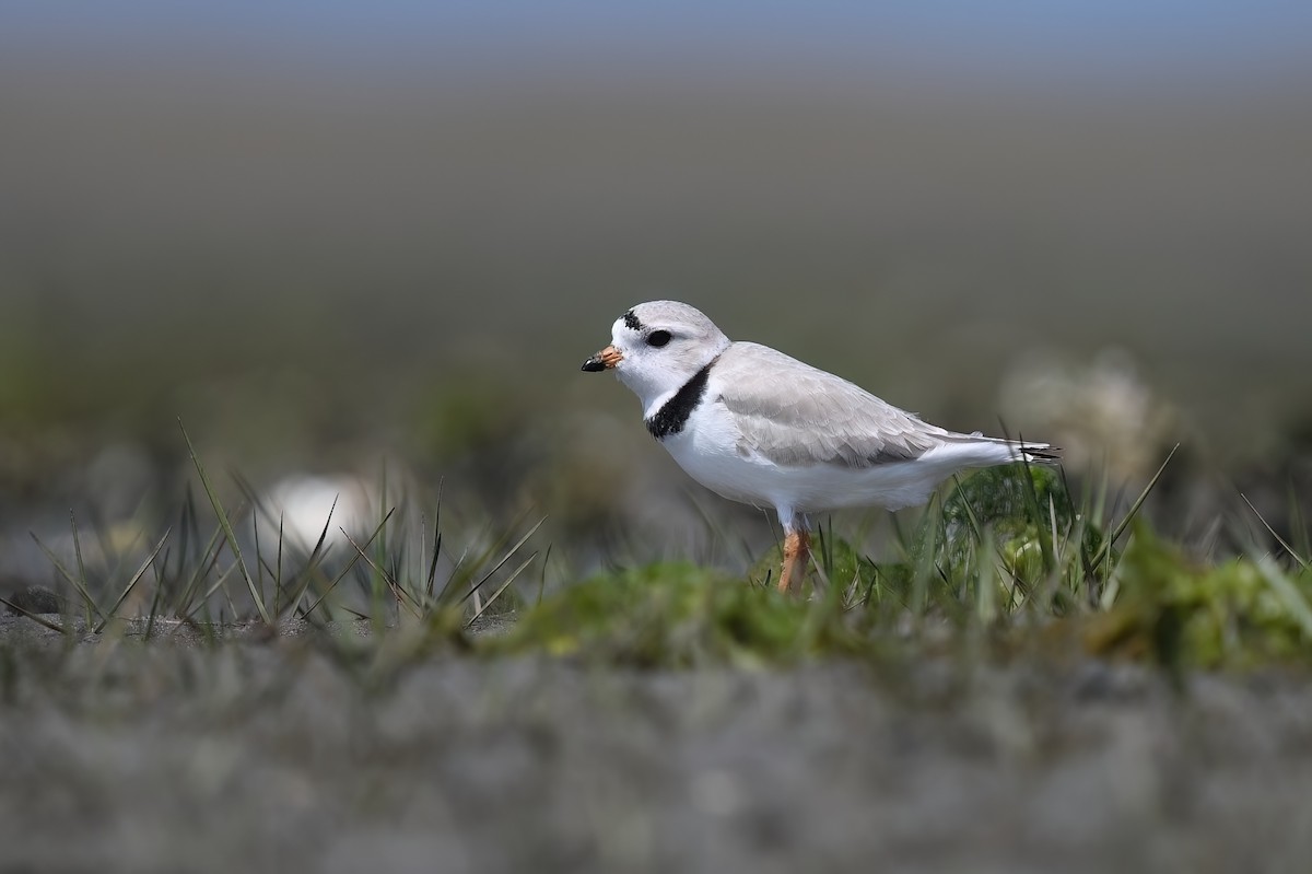 Piping Plover - ML617778995