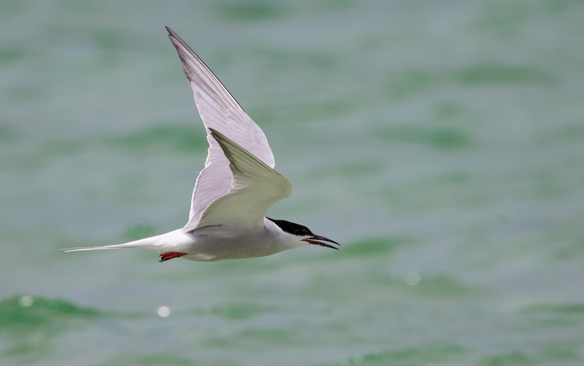 Common Tern - ML617779008