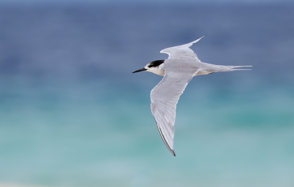 White-cheeked Tern - David Shoch