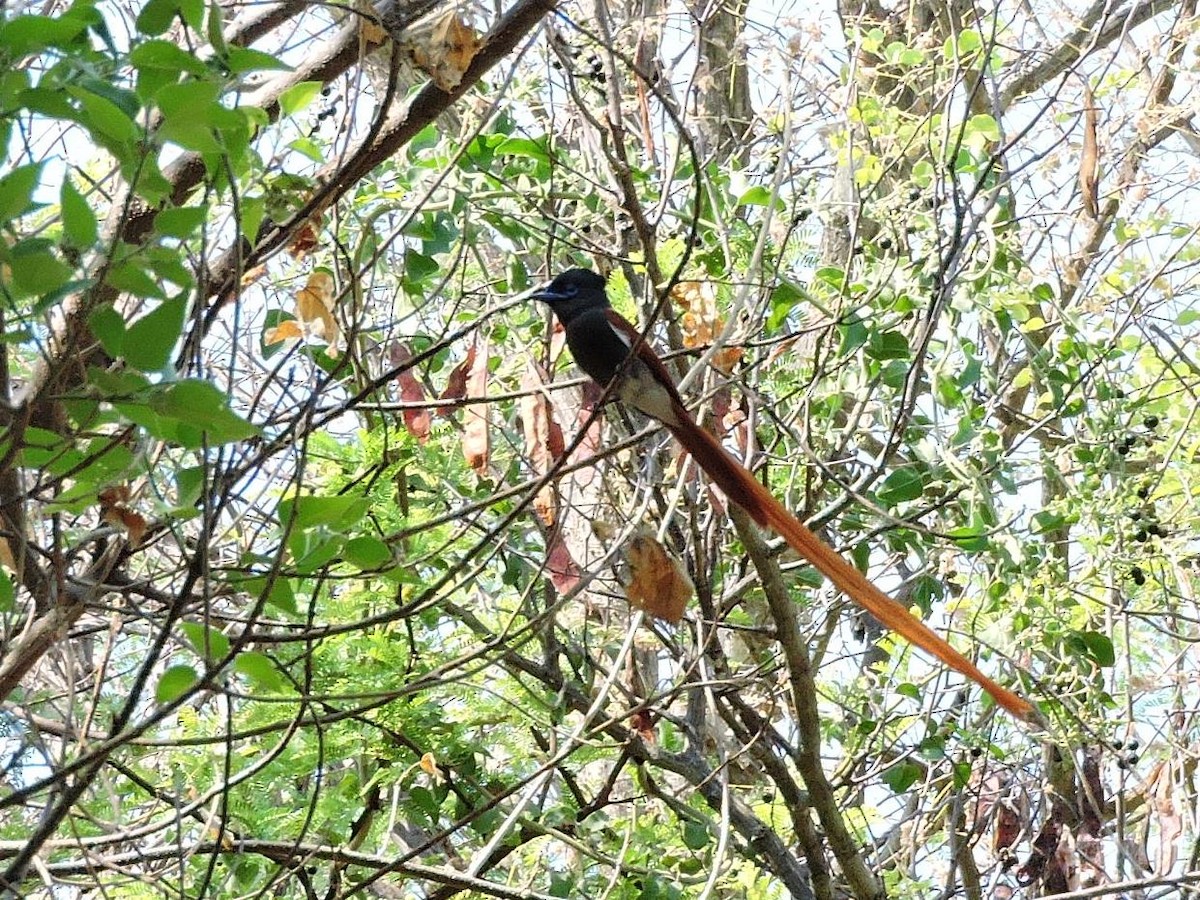 African Paradise-Flycatcher - Andrew Cauldwell