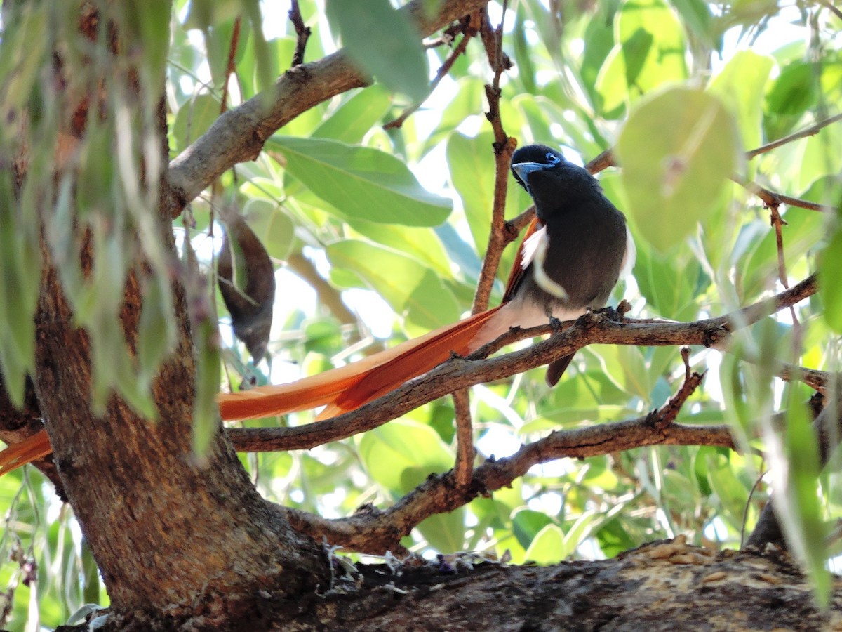 African Paradise-Flycatcher - Andrew Cauldwell