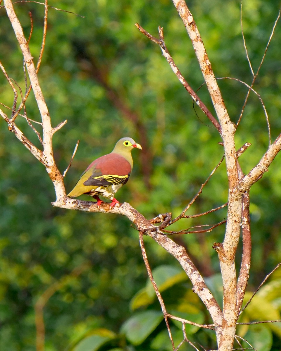 Thick-billed Green-Pigeon - ML617779180