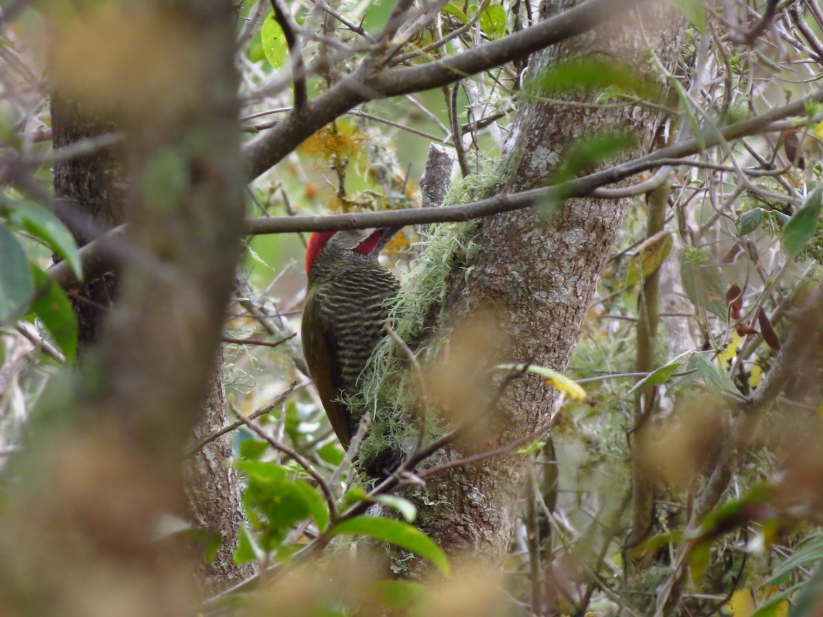 Golden-olive Woodpecker - ML617779199