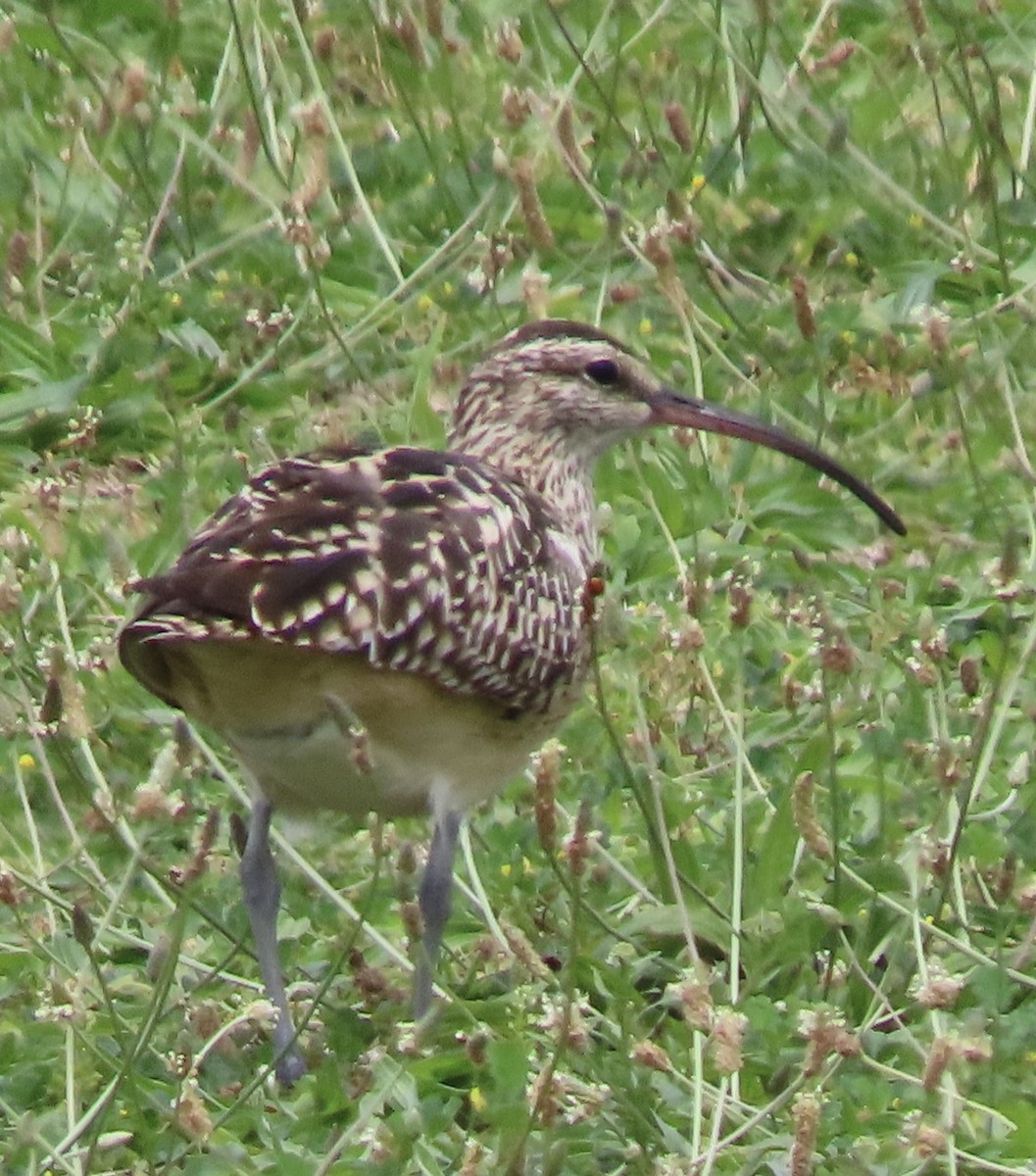 Bristle-thighed Curlew - ML617779251
