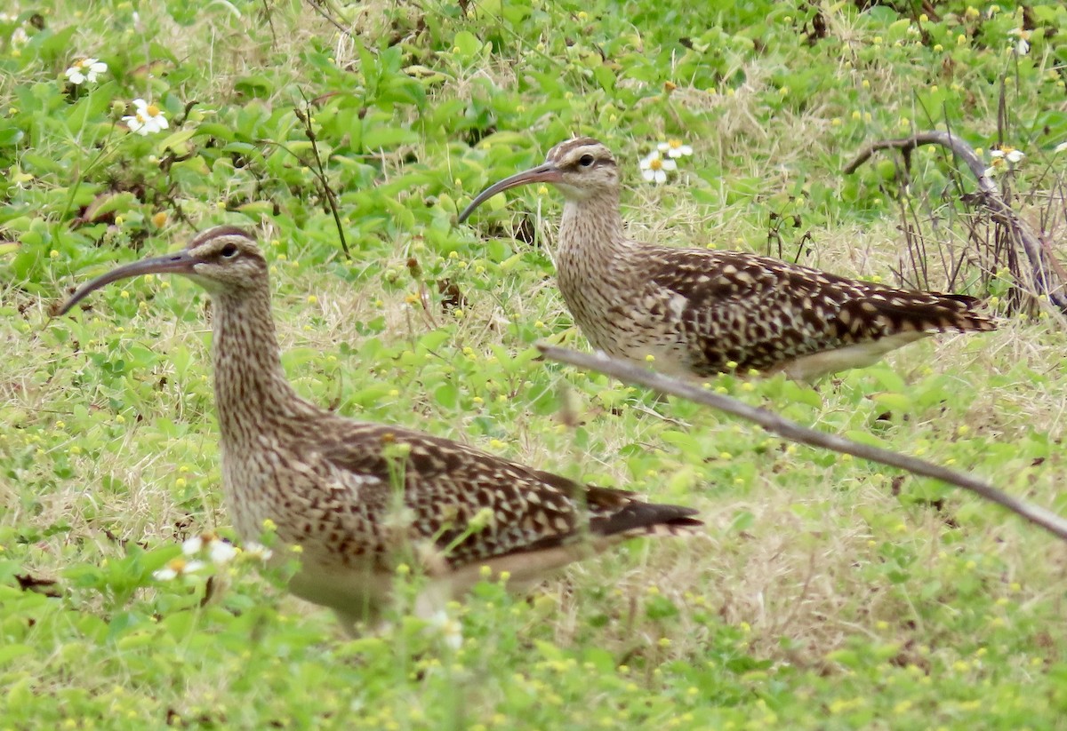 Bristle-thighed Curlew - ML617779252