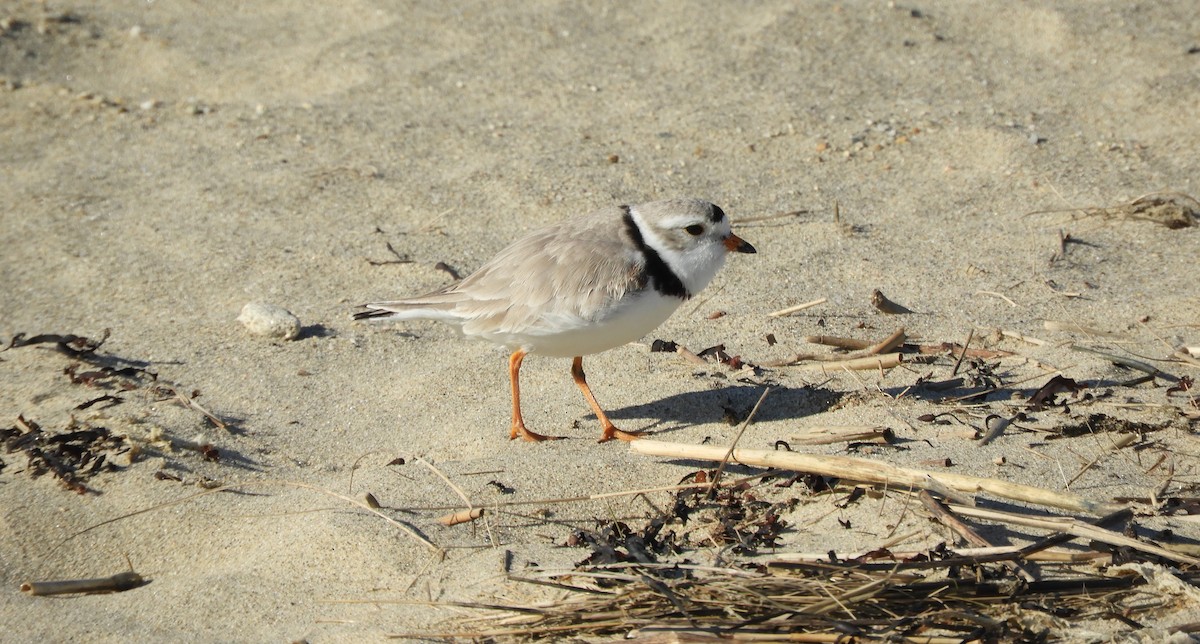 Piping Plover - ML617779349