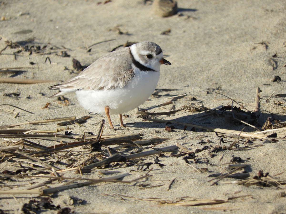 Piping Plover - Laura Markley