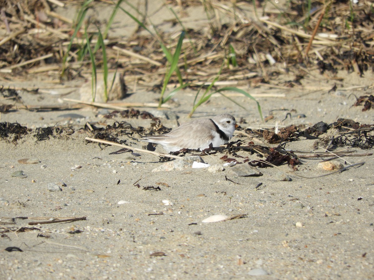 Piping Plover - ML617779367