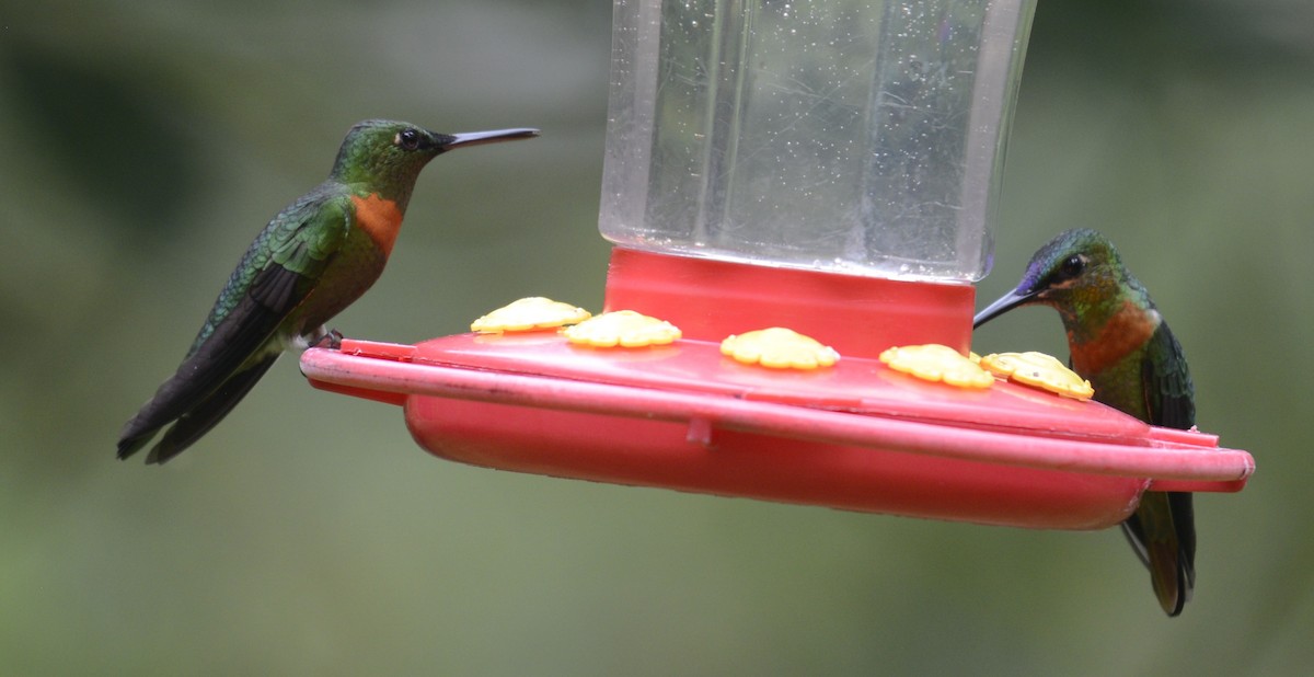 kolibřík nazlátlý - ML617779376