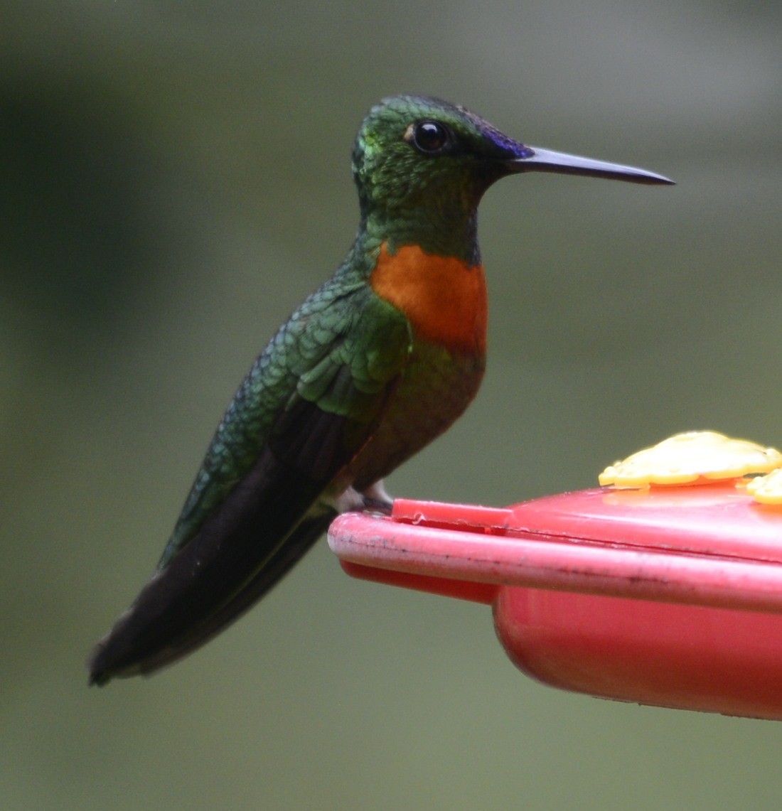 kolibřík nazlátlý - ML617779382