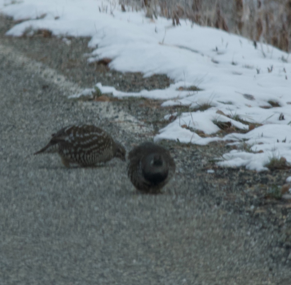 Spruce Grouse (Spruce) - Anonymous