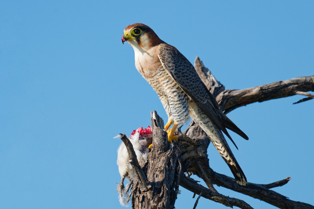 Red-necked Falcon (African) - ML617779436