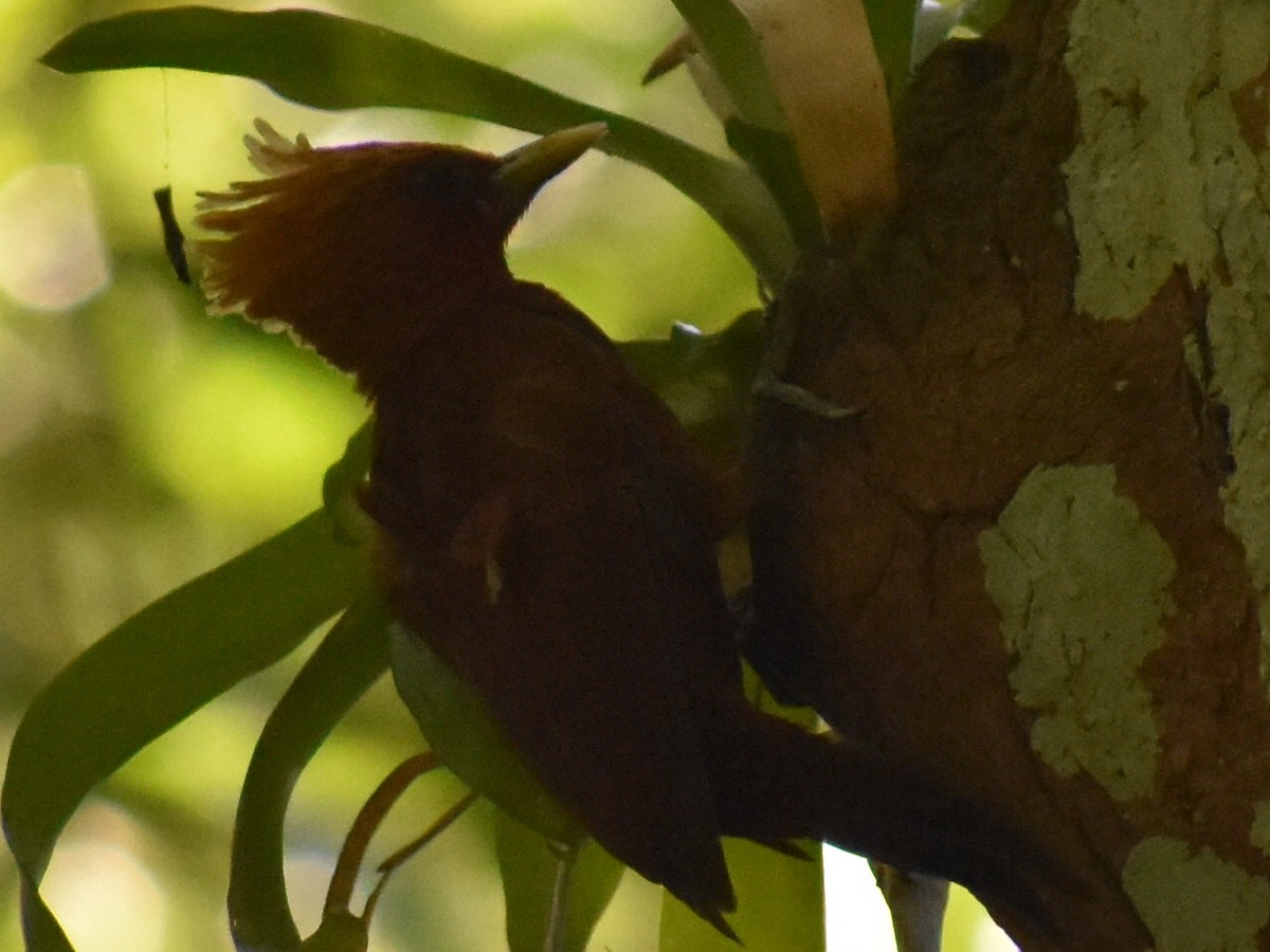 Chestnut-colored Woodpecker - ML617779551