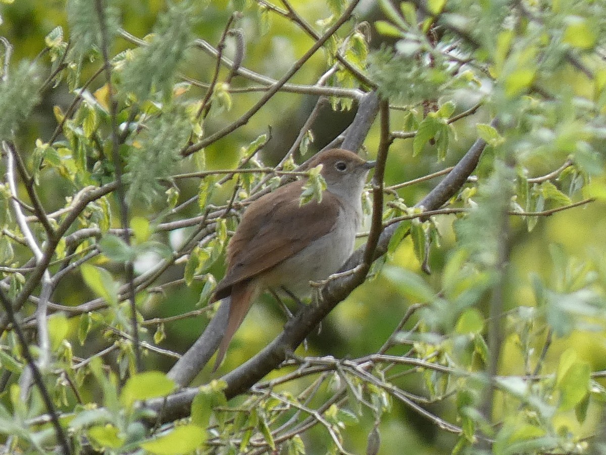 Common Nightingale - ML617779592