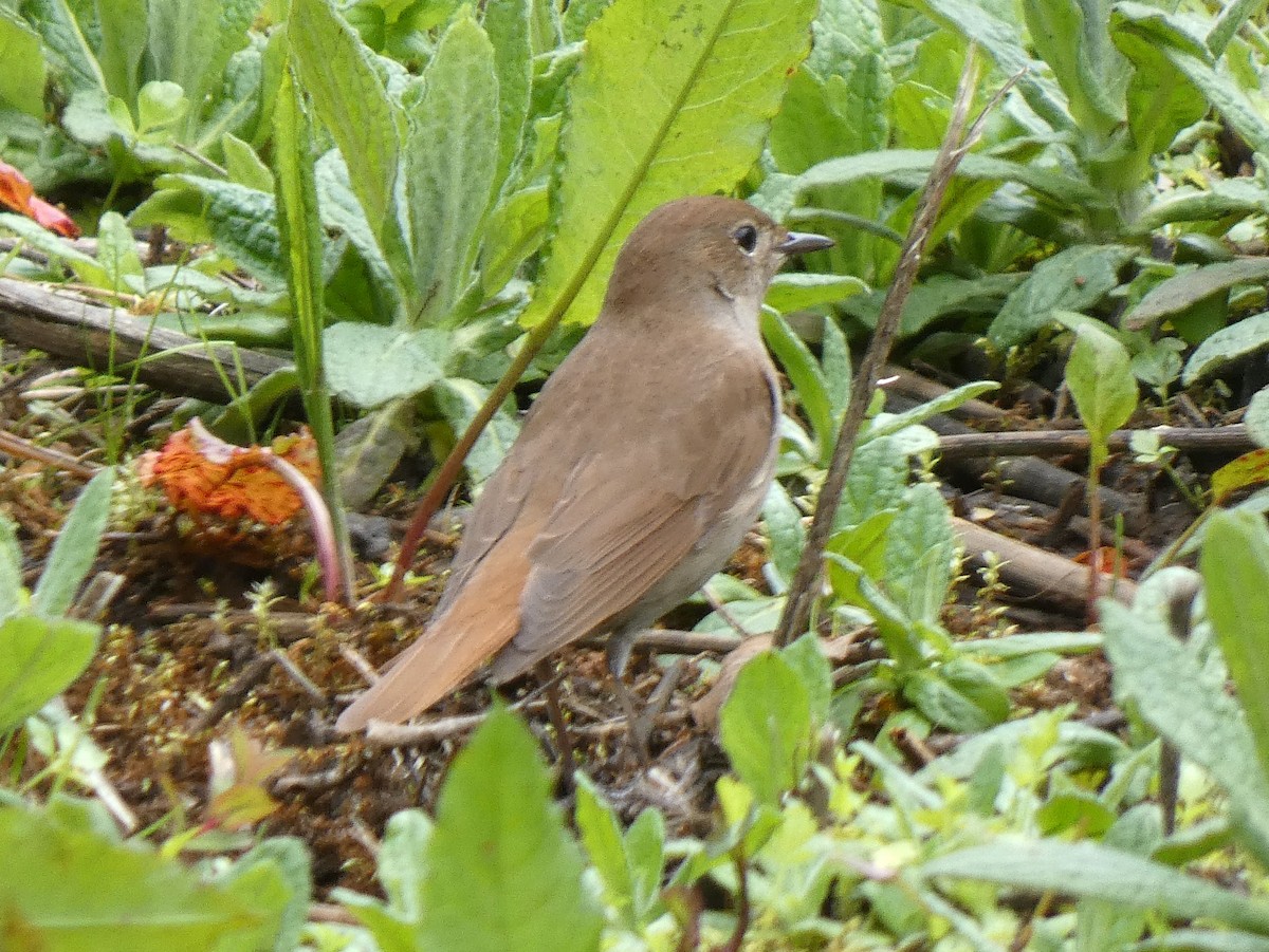 Common Nightingale - ML617779594