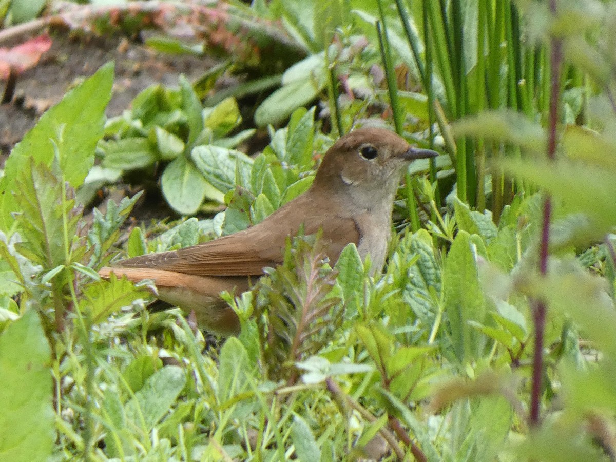 Common Nightingale - ML617779595