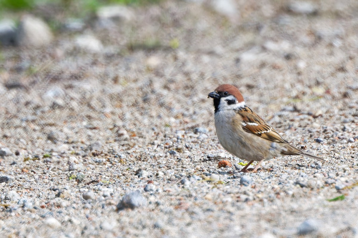 Eurasian Tree Sparrow - ML617779627