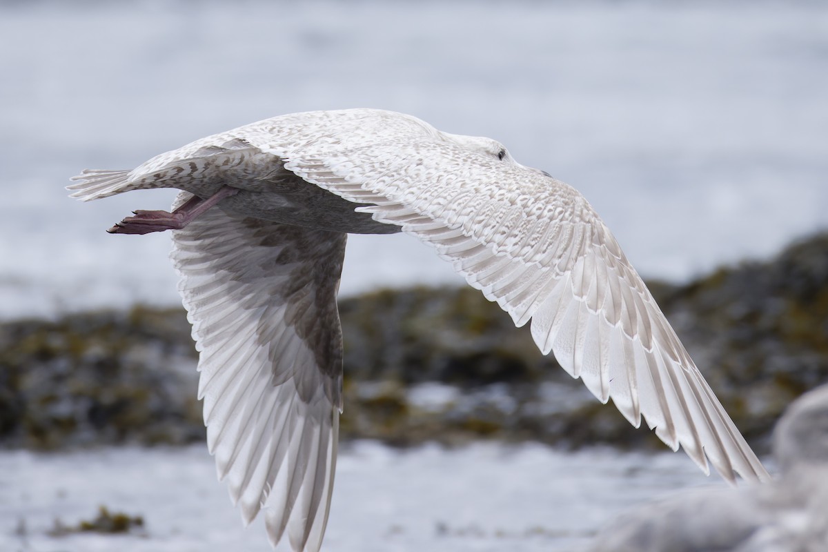 Herring x Glaucous Gull (hybrid) - Blair Dudeck