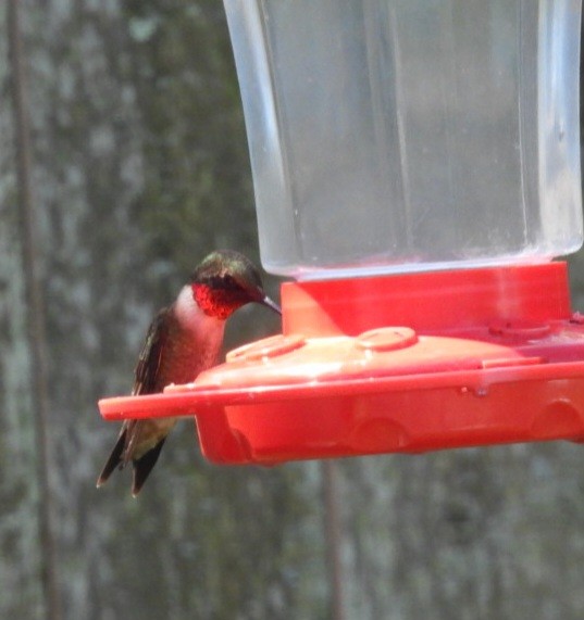 Ruby-throated Hummingbird - ML617779699