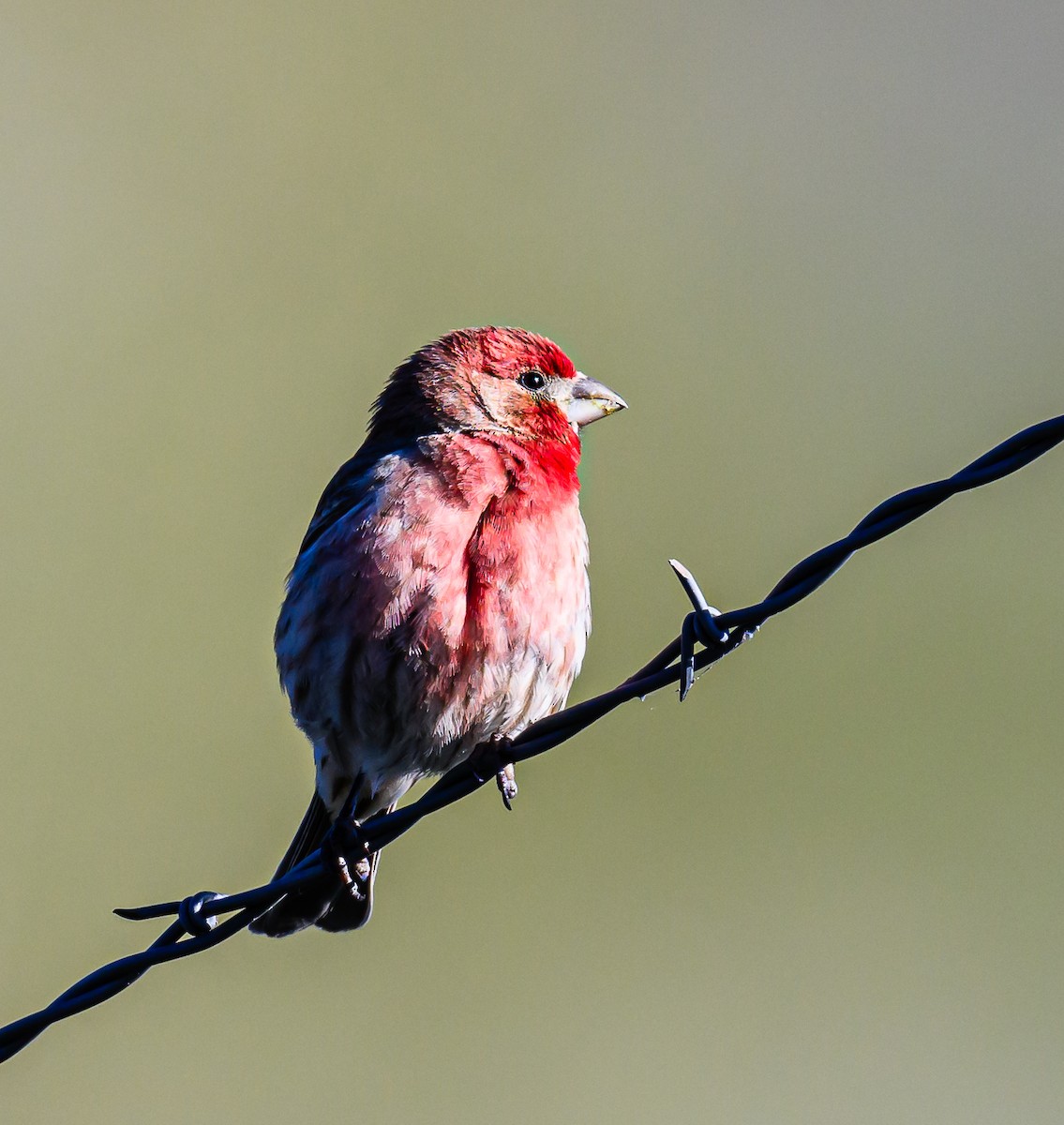House Finch - Ken Miracle