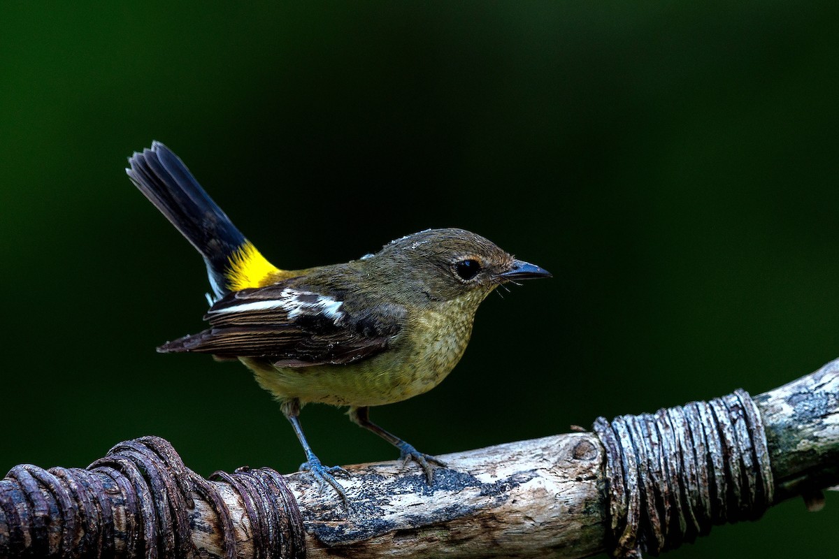 Yellow-rumped Flycatcher - 独行虾 Bird.soong