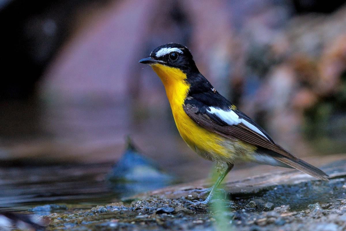 Yellow-rumped Flycatcher - 独行虾 Bird.soong