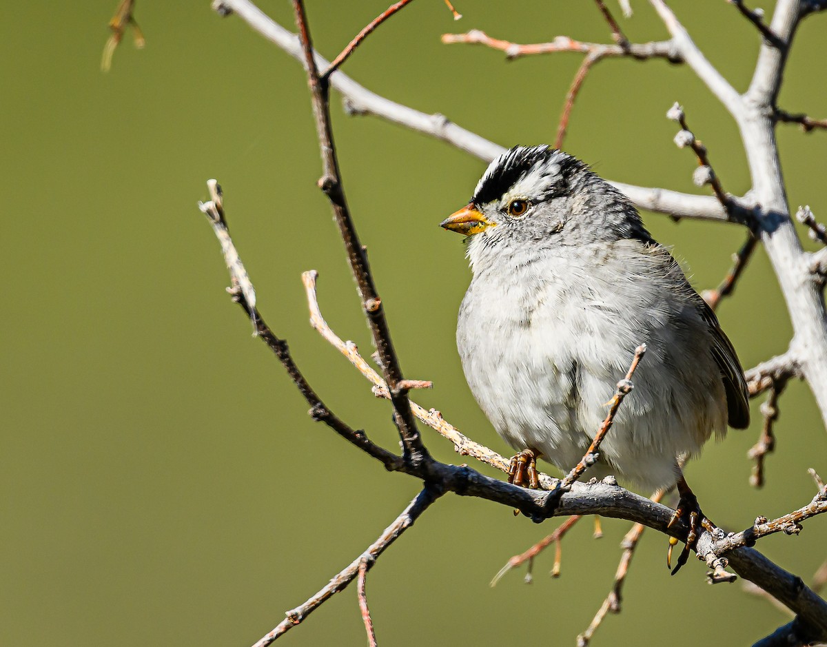 White-crowned Sparrow - Ken Miracle