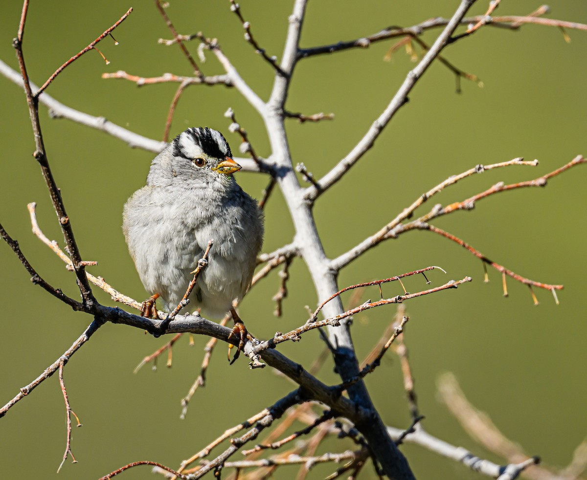White-crowned Sparrow - ML617779772