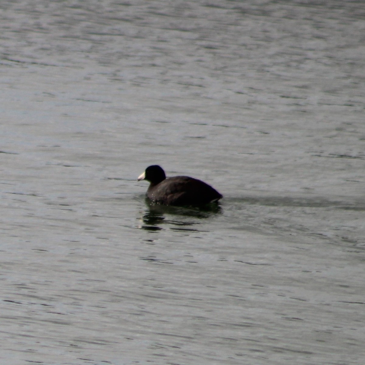 American Coot (Red-shielded) - ML617779814