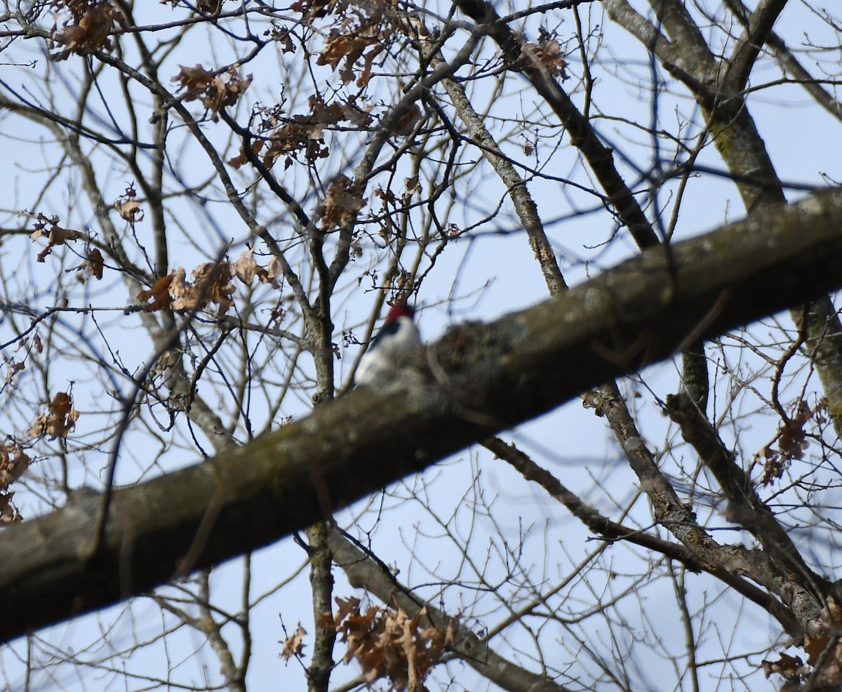 Red-headed Woodpecker - ML617780161