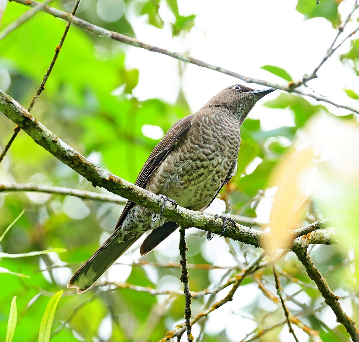 Scaly-breasted Thrasher - ML617780174