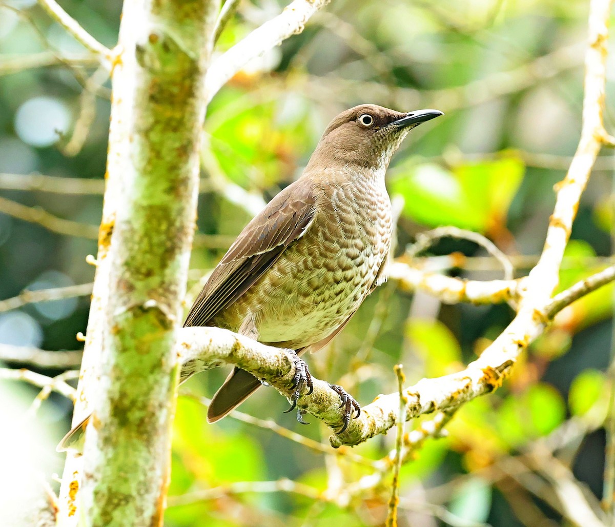 Scaly-breasted Thrasher - ML617780175