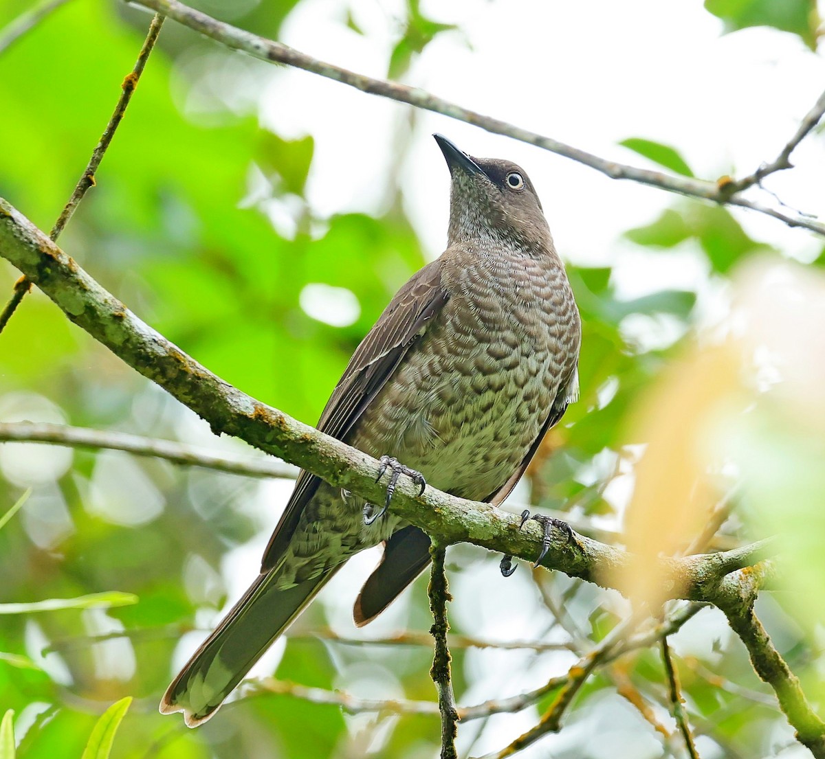 Scaly-breasted Thrasher - ML617780177