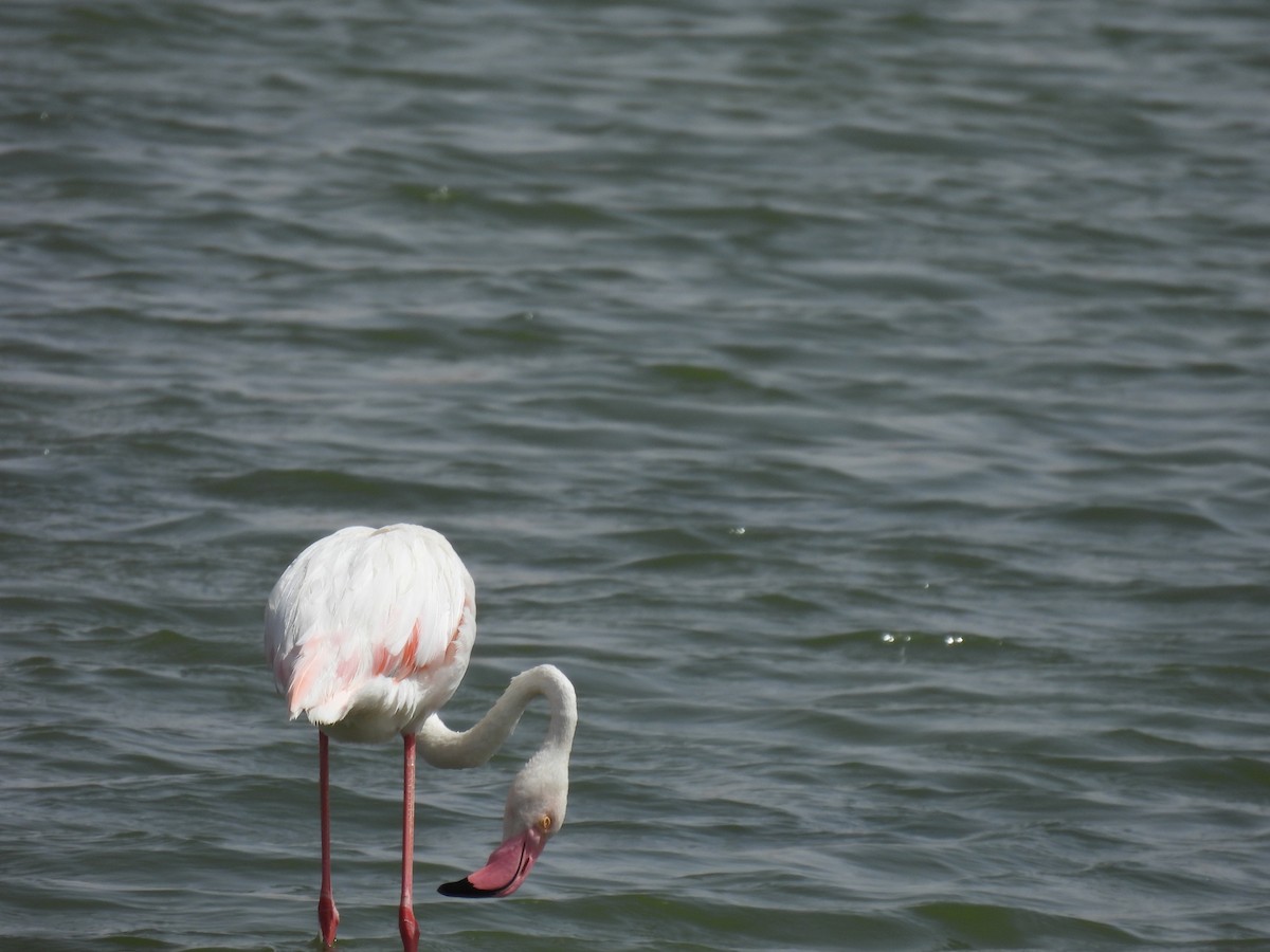 Greater Flamingo - ML617780219