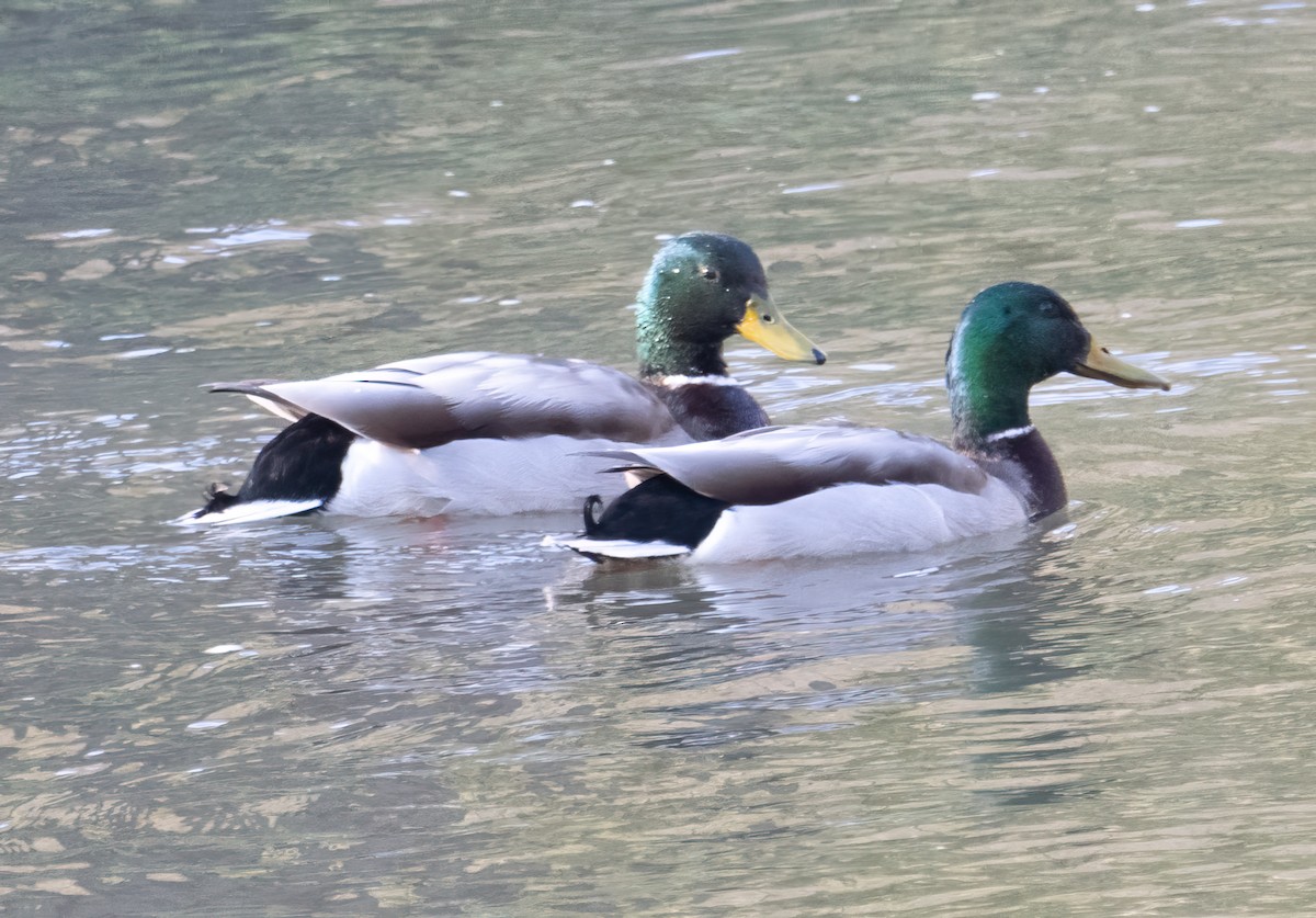 eBird Checklist 22 Apr 2024 Penns Creek Trail/Bald Eagle SFTunnel