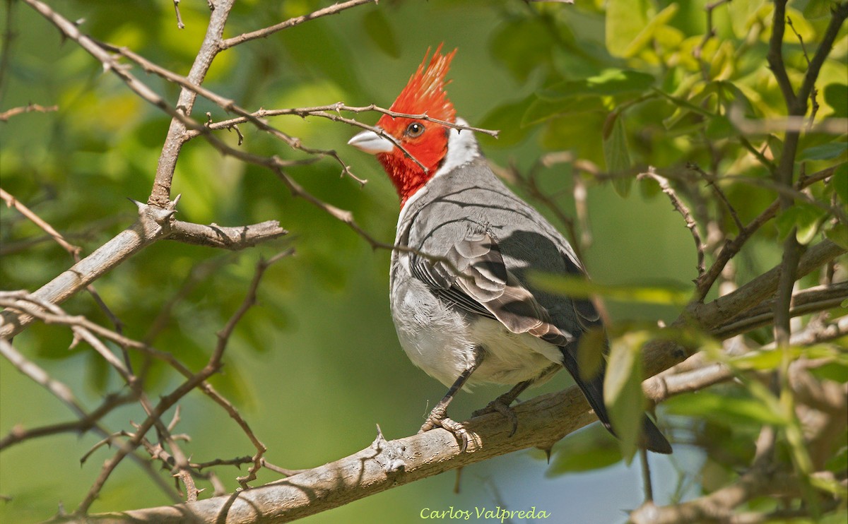 Red-crested Cardinal - ML617780349