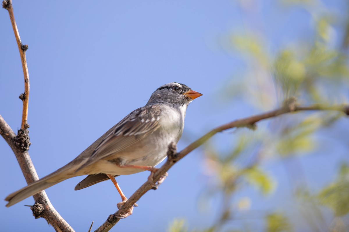 White-crowned Sparrow (Dark-lored) - ML617780533