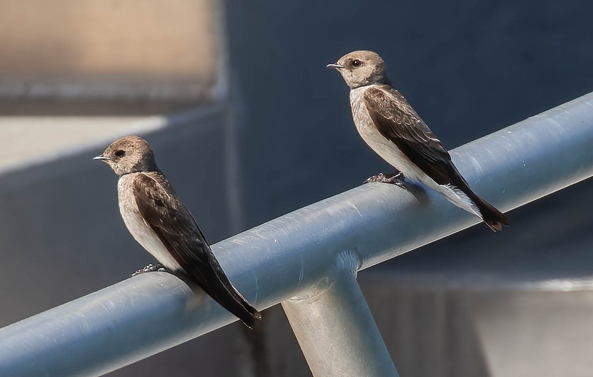 Northern Rough-winged Swallow - ML617780579