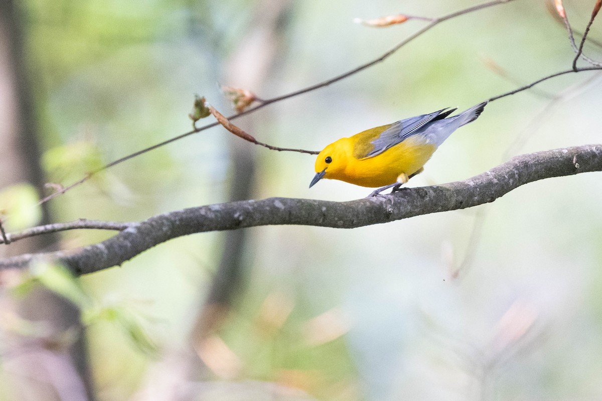 Prothonotary Warbler - ML617780612
