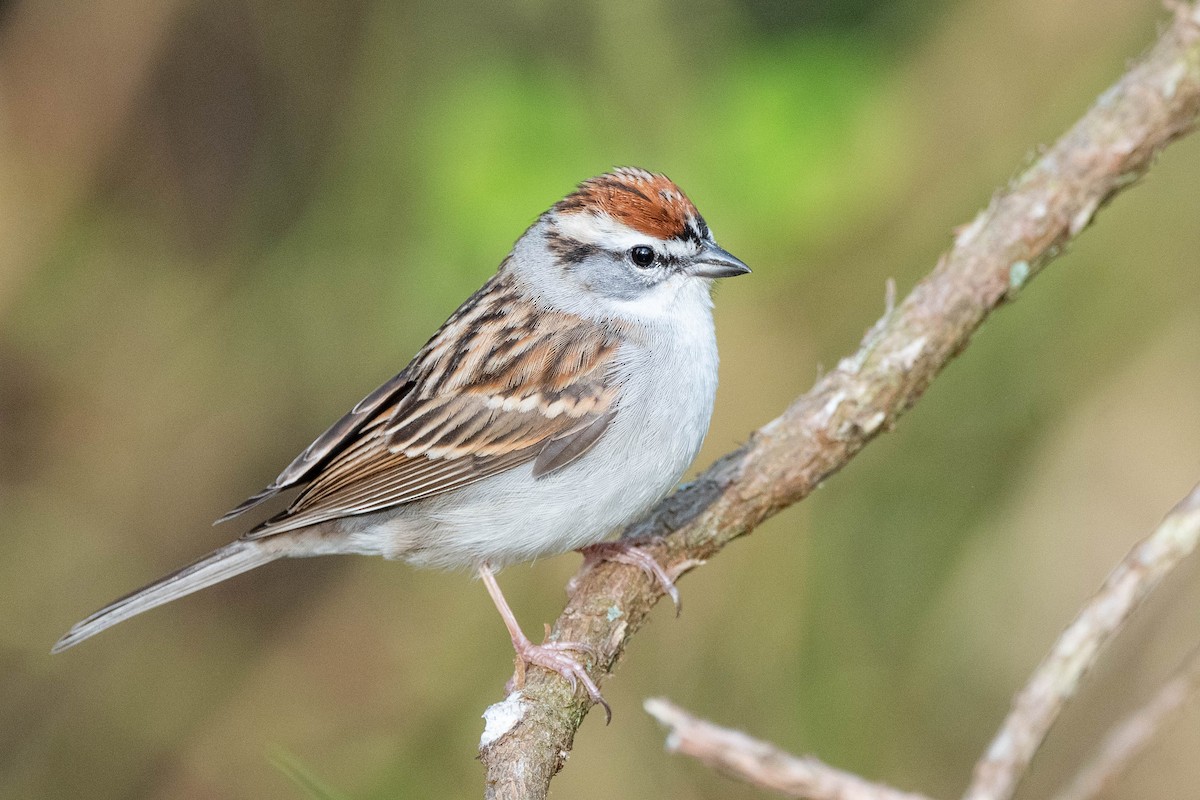 Chipping Sparrow - ML617780631