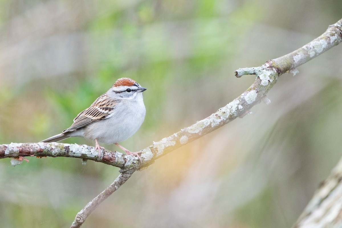 Chipping Sparrow - ML617780663