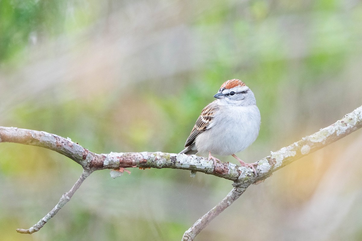 Chipping Sparrow - ML617780664