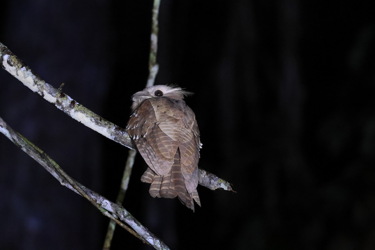 Large Frogmouth - ML617780731