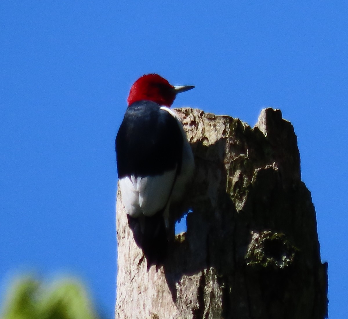 Red-headed Woodpecker - ML617780783